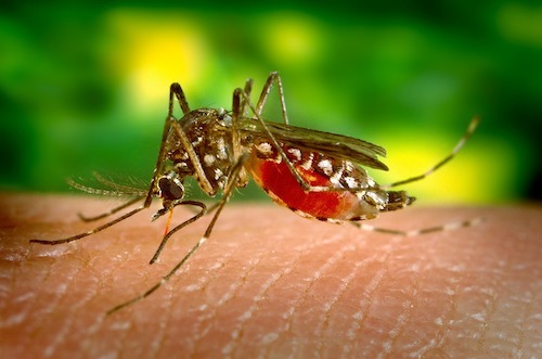 A beautiful specimen of a nasty Sandfly